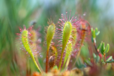 Sundew vient dans des types très différents