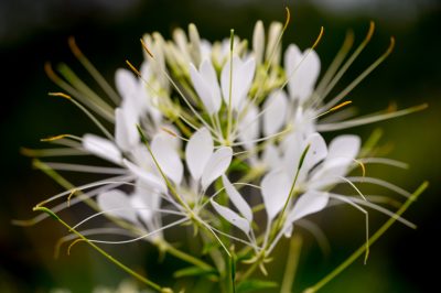 La fleur d'araignée est-elle résistante?