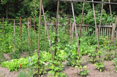 Plantez des haricots verts - voici comment cela fonctionne