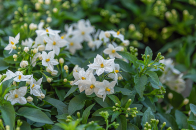 Entretenir, créer, Jardin de rocaille sur une pente - planifier