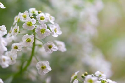 Steinkraut convainc en tant que remplisseur occupé avec un tapis de fleurs luxuriant