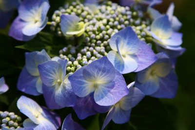 Entretenir et couper l'hortensia en assiette