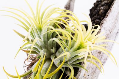 Attacher correctement les tillandsia - c'est ainsi qu'ils se développent accrochés au bois