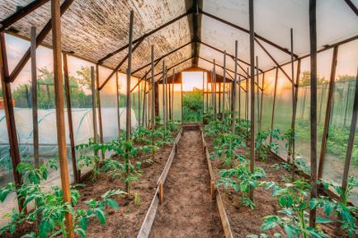 Freestyle simple: construisez votre propre serre de tomates