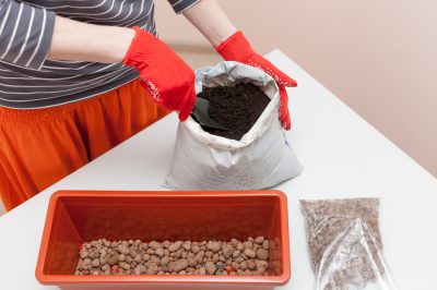 Bien semer les tomates - Des débuts réussis pour les tomates de qualité