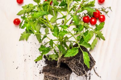 Rempoter les tomates - tous les aspects importants en bref