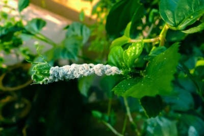 Quand les tomates ne veulent pas pousser - causes et remèdes