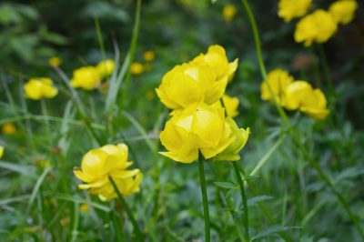 Quand la fleur du globe fleurit-elle?