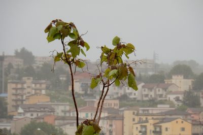 L'arbre de la trompette est moins sensible aux ravageurs, Avec de bons soins