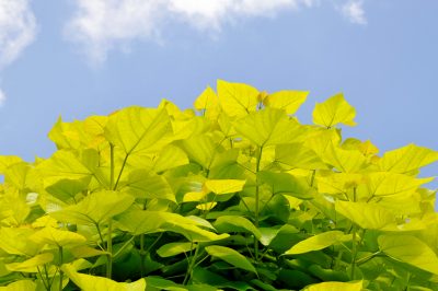 L'arbre à trompette ne fleurit pas - que faire?