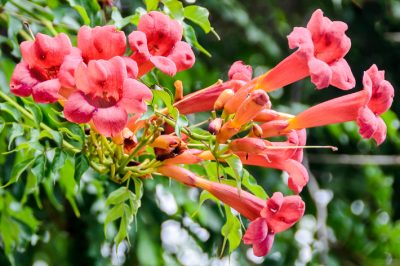 L'apogée de la fleur de trompette