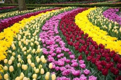 Quelle est la saison des tulipes? pour une longue saison des tulipes