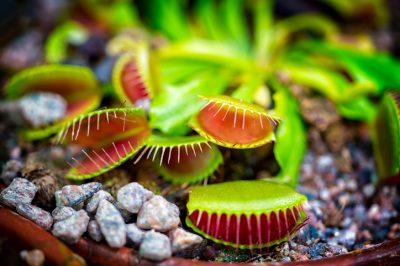 Voici comment les bulbes de tulipes survivent au gel et à la neige pour hiverner