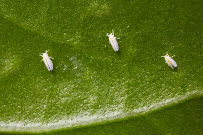 Verser les violettes africaines: les sources d'erreur se cachent ici!