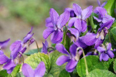 Types de violettes - un aperçu des principaux représentants
