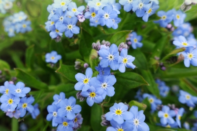 Forget-me-not: plante et soin