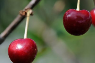 Vénéneux ou comestible - le cerisier des oiseaux