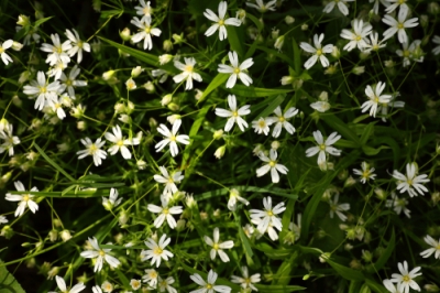 Chickweed - graines puissantes en abondance