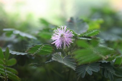 Dans quel endroit les fraises des bois poussent-elles?