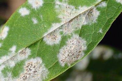 Quelles maladies peuvent déranger la rose changeante?