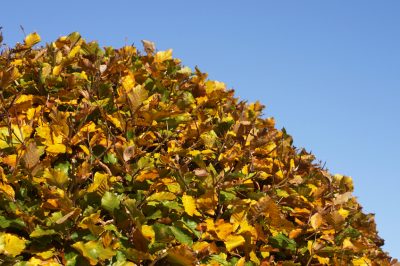 Quand les graminées ornementales repoussent-elles dans le jardin?