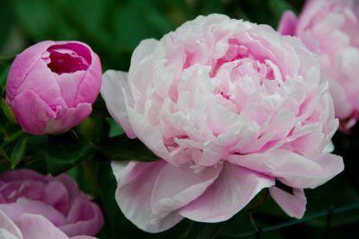 Quand la chicorée fleurit-elle?