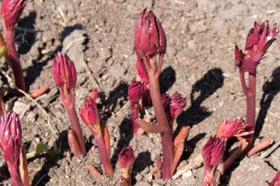 Ne pas fertiliser trop ou trop souvent les cactus de Noël