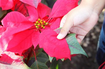 Retirez les boutures du poinsettia