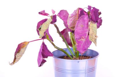 De quelles maladies les poinsettias souffrent-ils?