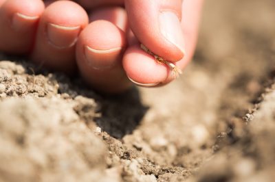 Fertilisation équilibrée des vignes - comment bien faire