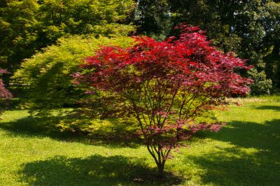 Ortie morte blanche - la plante sauvage dans le profil