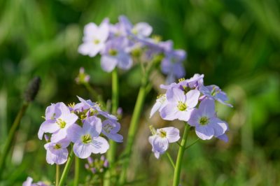 Planter et entretenir la limnanthe