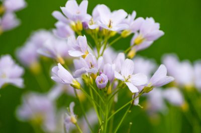 Quand la fleur de coucou fleurit-elle?