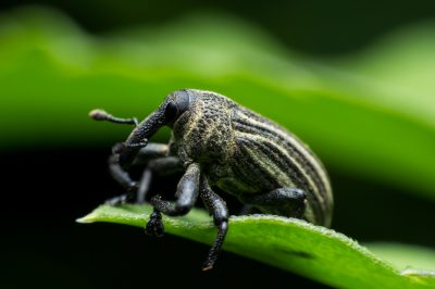 Herbes sauvages dans le jardin - une bénédiction ou une malédiction?