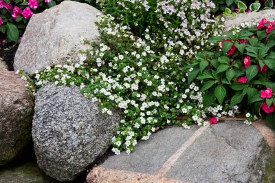 Dégustez, collectionnez, Herbes sauvages au printemps - découvrez