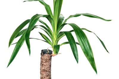 Sceller le palmier de yucca après la taille