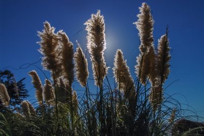 Quand le palmier yucca peut-il sortir?