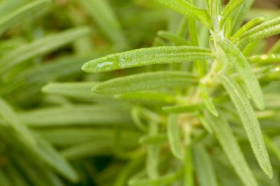 Que faire si les tiges des Zamioculcas pourrissent?