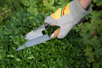 Quel rôle joue une barrière contre les racines dans l'herbe zébrée?