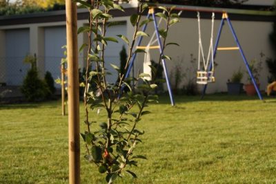 Voici comment le pommetier s'épanouit en bonsaï - instructions d'entretien