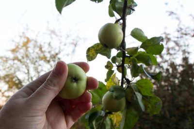 Purée et schnaps aux fruits, Comment transformer le pommetier en gelée