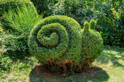 Herbe ornementale comme écran de confidentialité: espèces hautes et soins