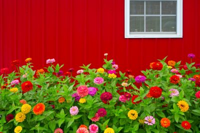 Fleur d'été de qualité design - c'est ainsi que le zinnia prospère à merveille