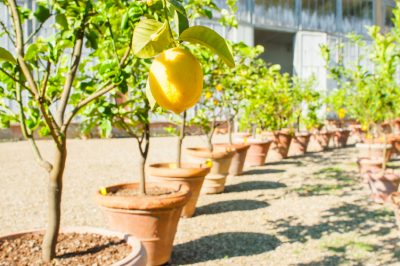 Quel est le bon prix pour un citronnier?