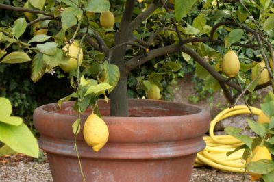 Un citronnier dans le jardin crée une ambiance méditerranéenne