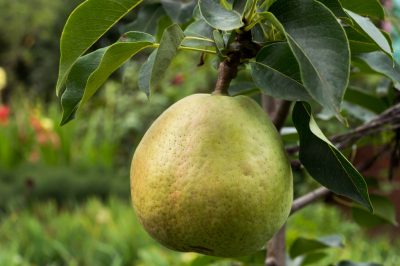 Qu'y a-t-il derrière quand l'herbe de Chypre a des pointes brunes?