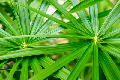 Division, semis, boutures, Propager l'herbe de Chypre: boutures