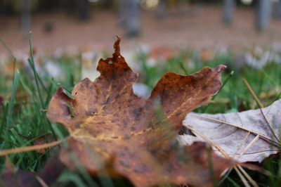 Feuilles d'érable brunes - que faire?