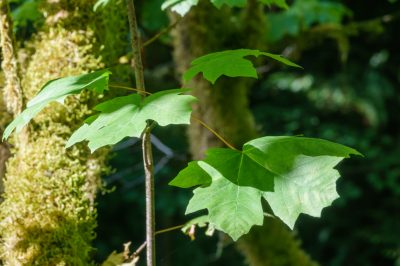 Feuilles d'érable Feuilles sur les causes et les contre-mesures