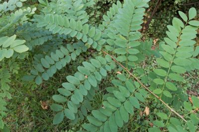 Quelle est la différence entre les acacias et les criquets?